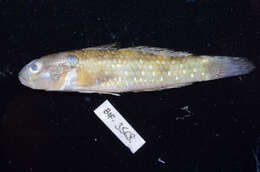 صورة Acentrogobius caninus (Valenciennes 1837)