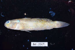 صورة Acentrogobius caninus (Valenciennes 1837)