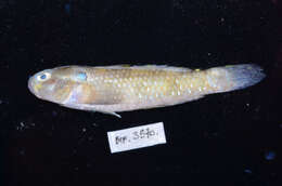 Image of Dog-toothed goby