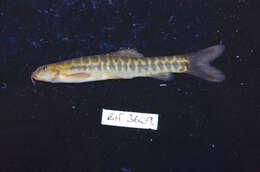 Image of Barred loach