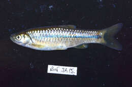 Rasbora lateristriata (Bleeker 1854)的圖片