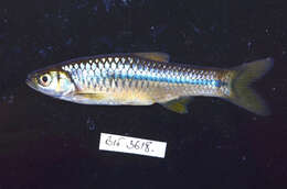 Rasbora lateristriata (Bleeker 1854)的圖片