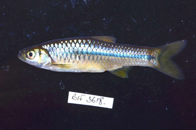 Rasbora lateristriata (Bleeker 1854)的圖片