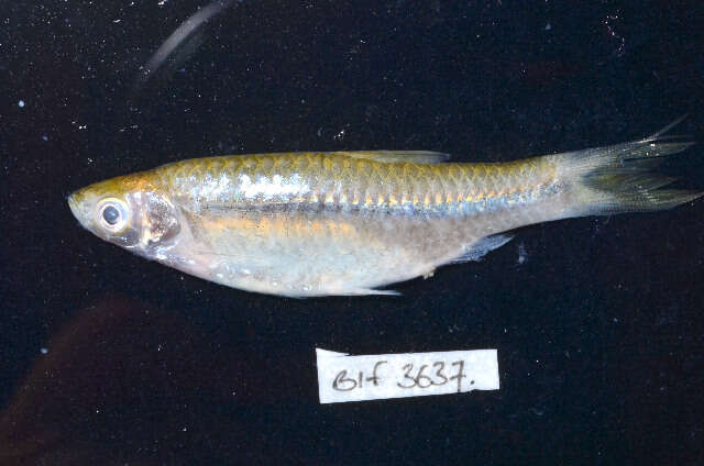 Image of Silver rasbora