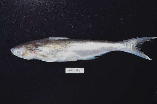 Image of Shortbarbel pangasius