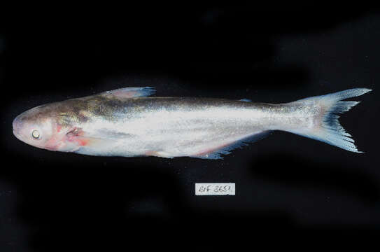 Image of Shortbarbel pangasius