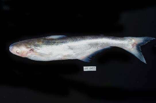 Image of Shortbarbel pangasius