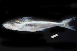 Image of Shortbarbel pangasius