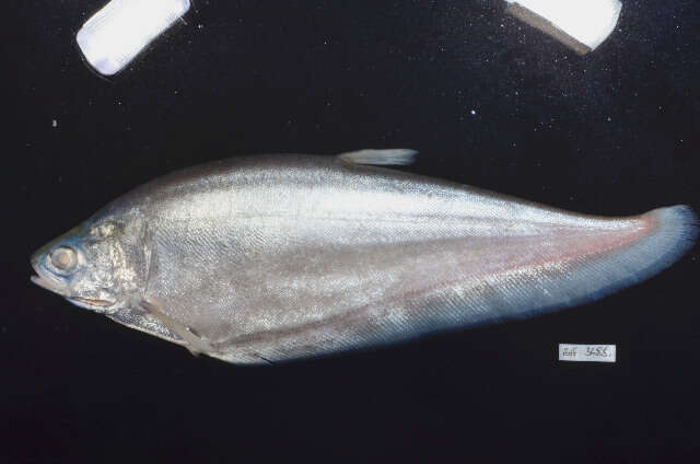 Image of Notopterus