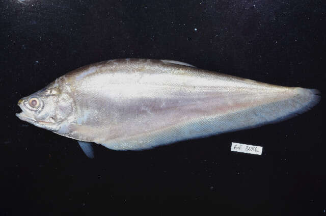 Image of Notopterus