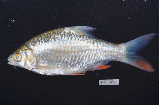 Image of Common barb