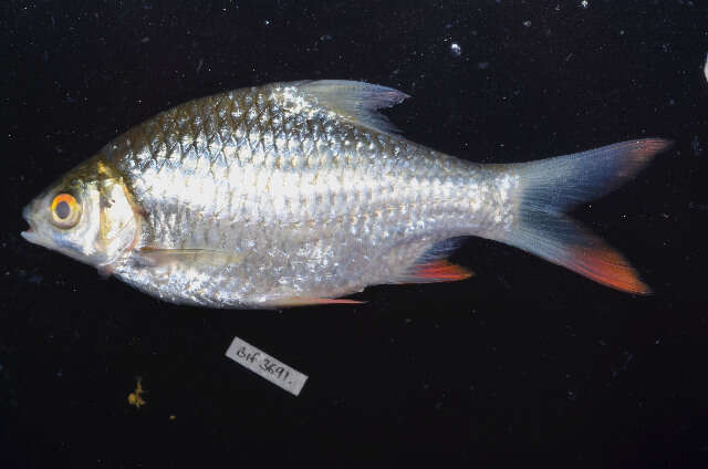 Image of Common barb