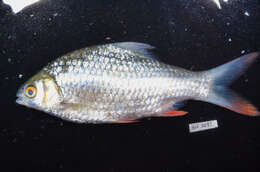 Image of Common barb