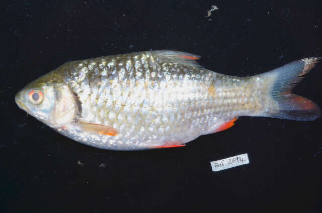 Leptobarbus melanopterus Weber & de Beaufort 1916 resmi