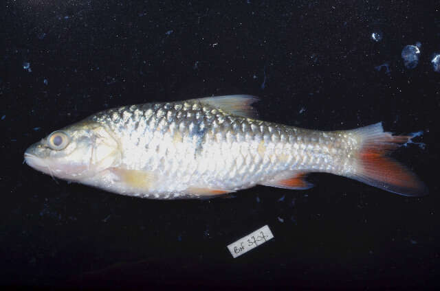 Image of Hampala Barb