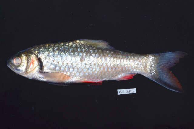 Image of Leptobarbus melanopterus Weber & de Beaufort 1916