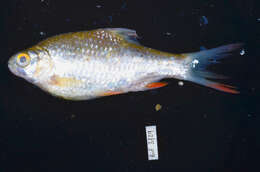 Image of Common barb