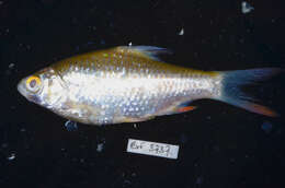 Image of Common barb