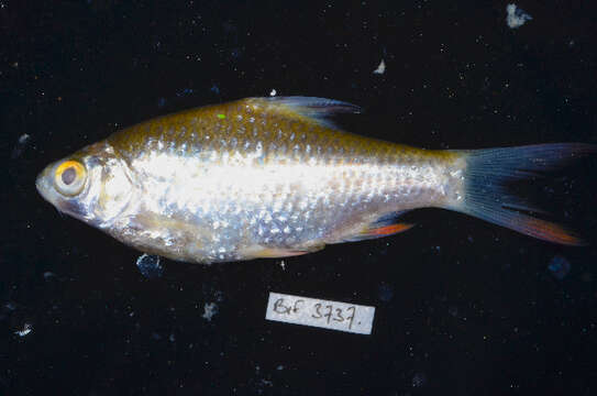 Image of Common barb