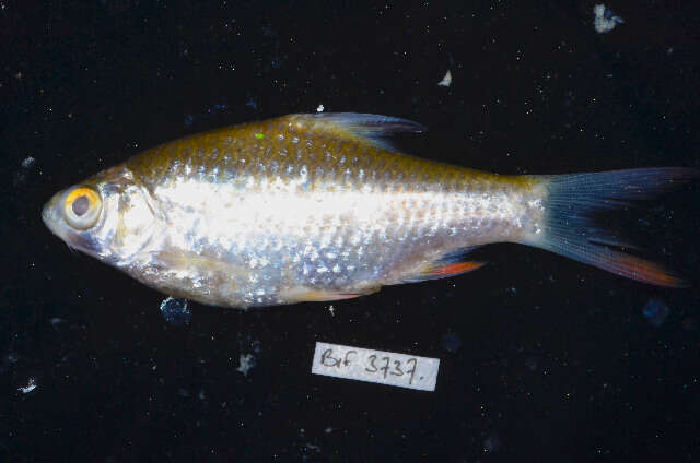 Barbonymus gonionotus (Bleeker 1849) resmi