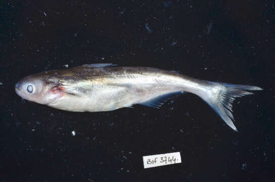 Image of Shortbarbel pangasius