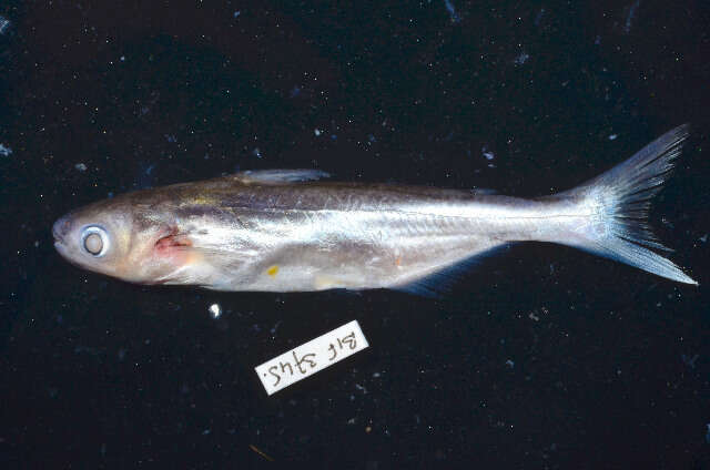 Image of Shortbarbel pangasius