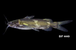 Image of Bagrichthys