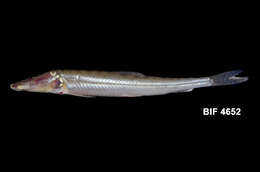 Image of Otomorpha