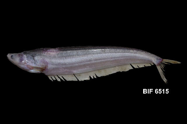 Image of sheatfishes