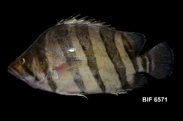 Image of Lobotiformes