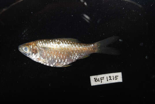 Image of Swamp Barb