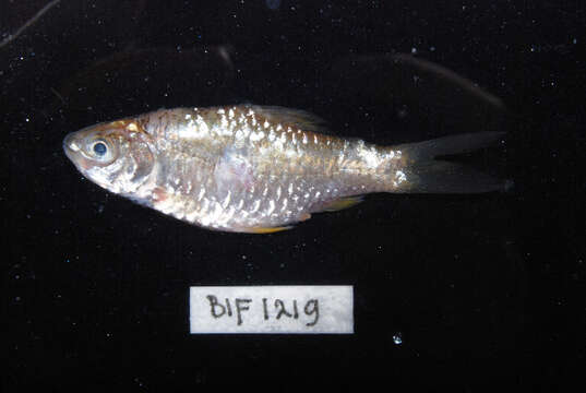 Image of Swamp Barb