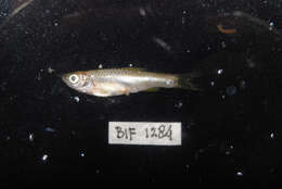 Rasbora lateristriata (Bleeker 1854)的圖片