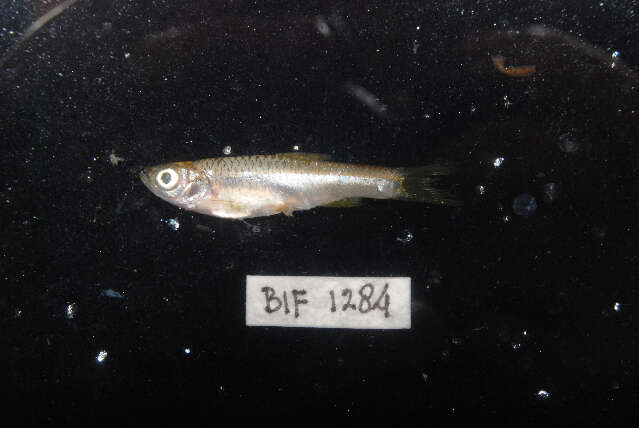 Слика од Rasbora lateristriata (Bleeker 1854)