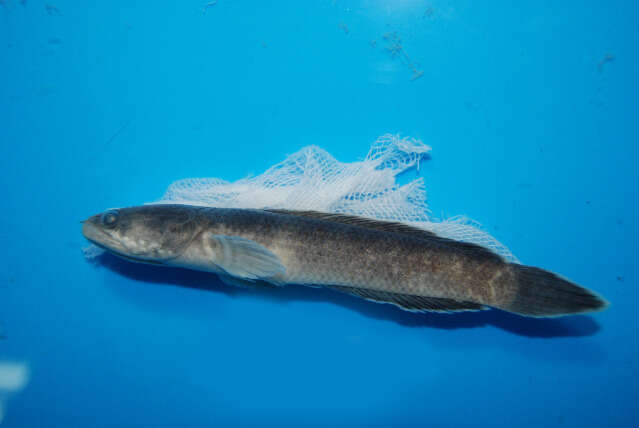 Image of Dwarf Snakehead