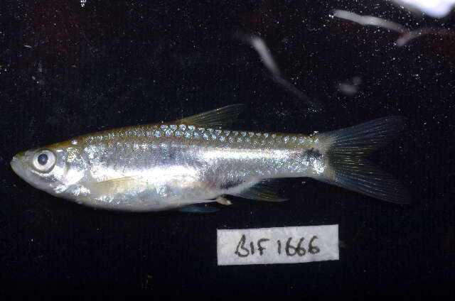 Image of Rasbora aprotaenia Hubbs & Brittan 1954