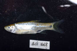 Image of Rasbora aprotaenia Hubbs & Brittan 1954