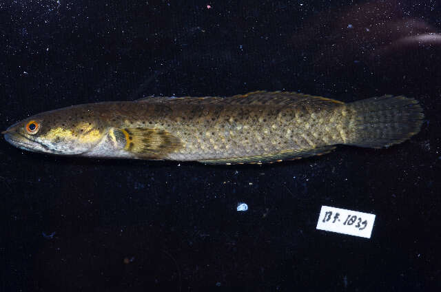 Image of Dwarf Snakehead