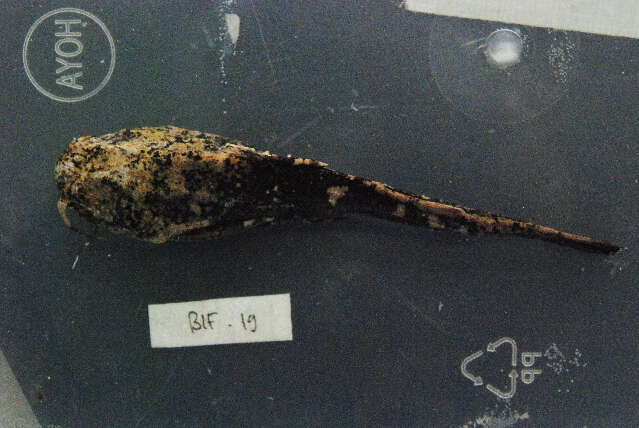 Image of stream catfishes