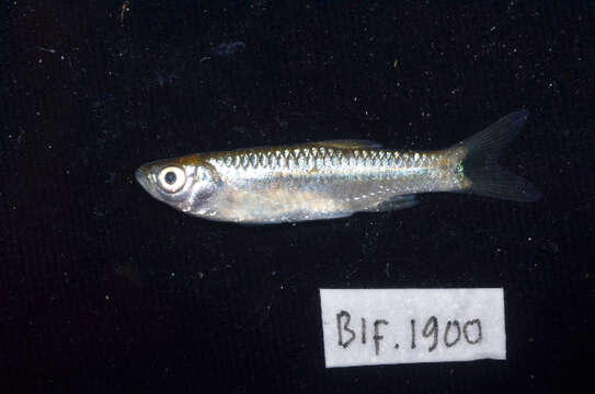 Rasbora lateristriata (Bleeker 1854)的圖片