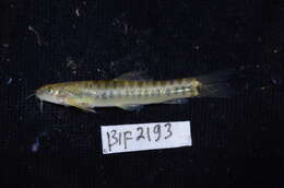 Image of Barred loach