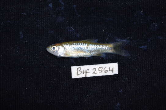 Слика од Rasbora baliensis Hubbs & Brittan 1954