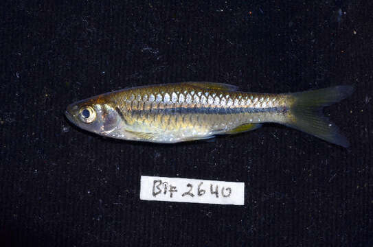 Plancia ëd Rasbora baliensis Hubbs & Brittan 1954