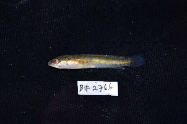 Image of Asian Snakehead