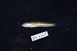 Image of Asian Snakehead