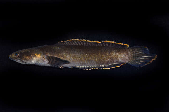 Image of Asian Snakehead