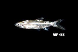 Image of Silver rasbora