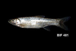 Image of Rasbora aprotaenia Hubbs & Brittan 1954