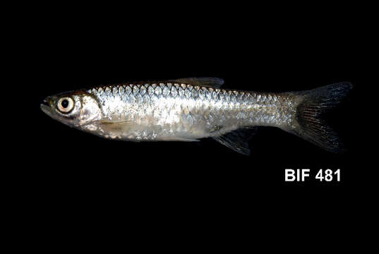 Слика од Rasbora aprotaenia Hubbs & Brittan 1954