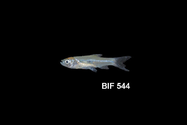 Слика од Rasbora aprotaenia Hubbs & Brittan 1954